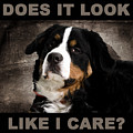 Sarcastic Dog